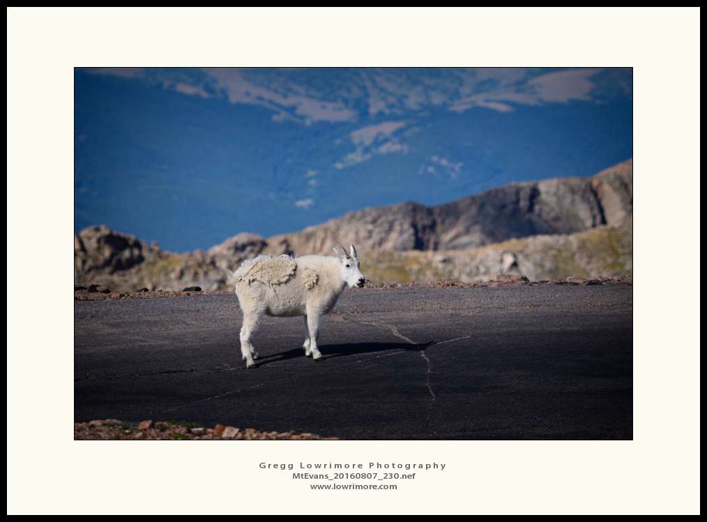 Mt Evans 20160807 230